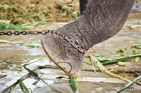 Memories of Chains Keep Elephants in Place .